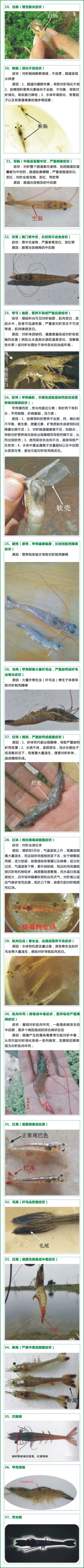 大豐收-網站-養殖技術-對蝦發病癥狀對照圖二.jpg