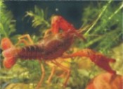 小龍蝦的生物學特性